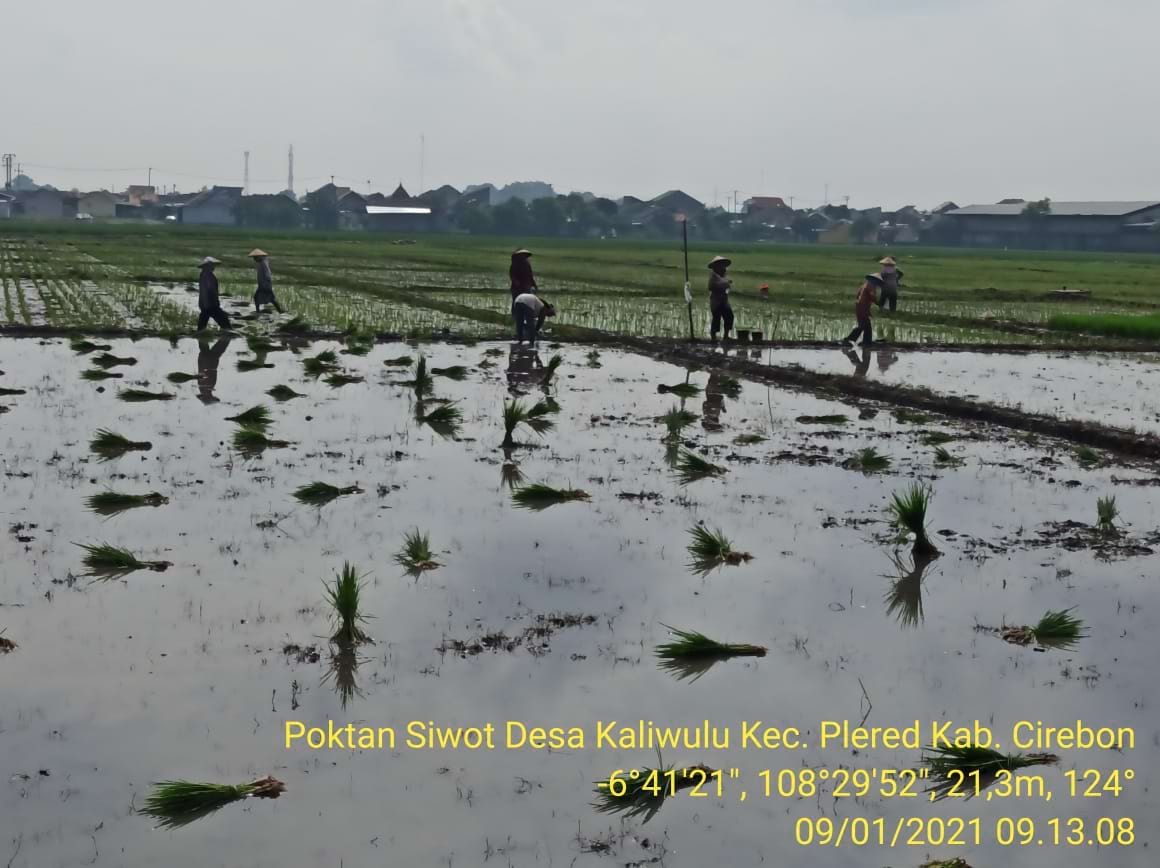 MUSIM TANAM SAWAH DESA KALIWULU